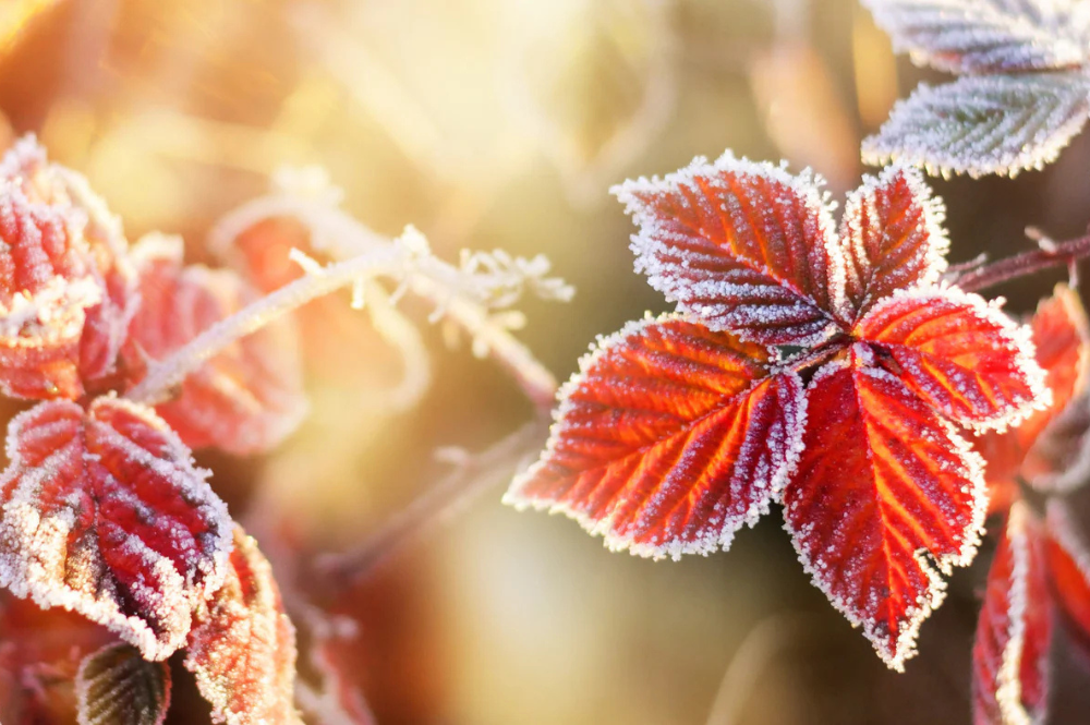 Pflanzung im Herbst und Winter: Kann man bei Frost noch pflanzen?