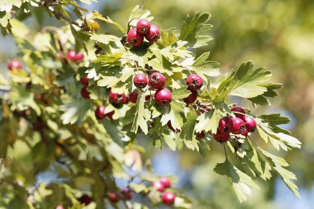 Obststräucher in der Permakultur und in Waldgärten