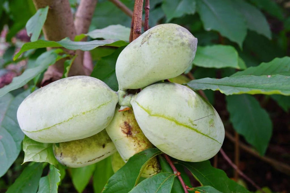 Der Pawpaw-Baum - Eine exotische Bereicherung für den Garten