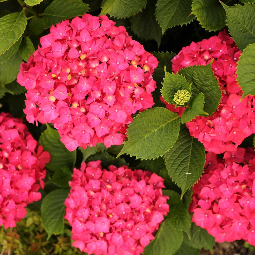 Ballhortensie - Bright Red - ackerbaum