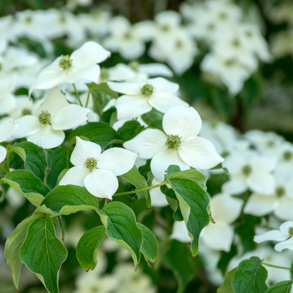 Blumenhartriegel - Milky Way - ackerbaum