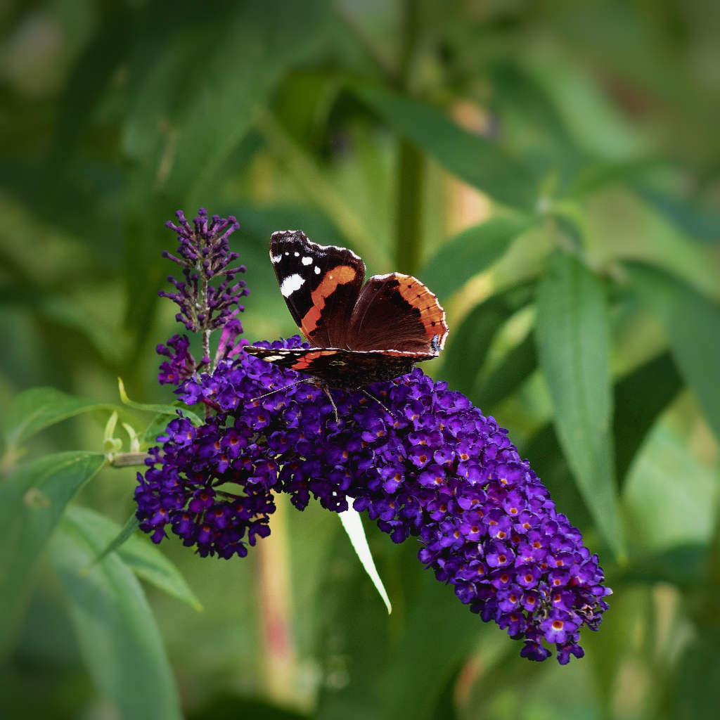 Schmetterlingsflieder - Black Knight