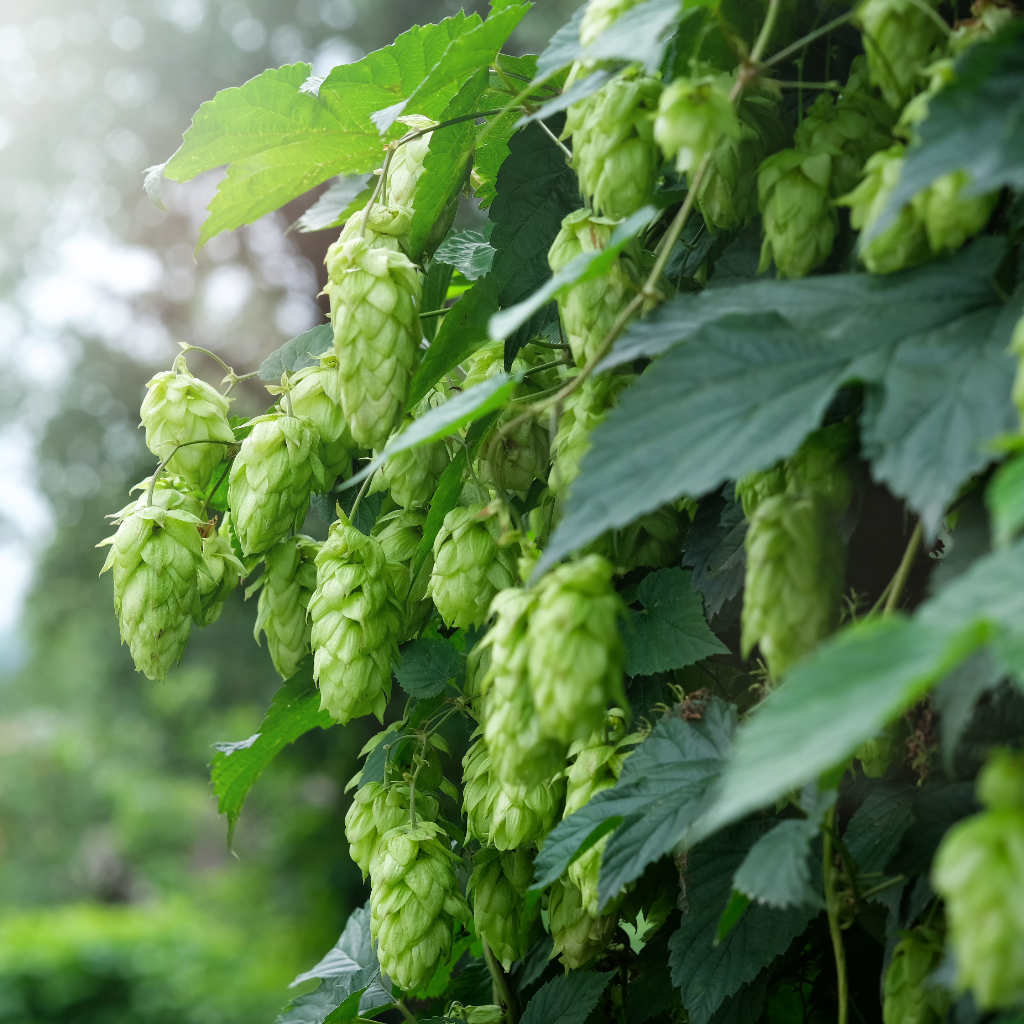 Aromahopfen - Nordbräu - ackerbaum