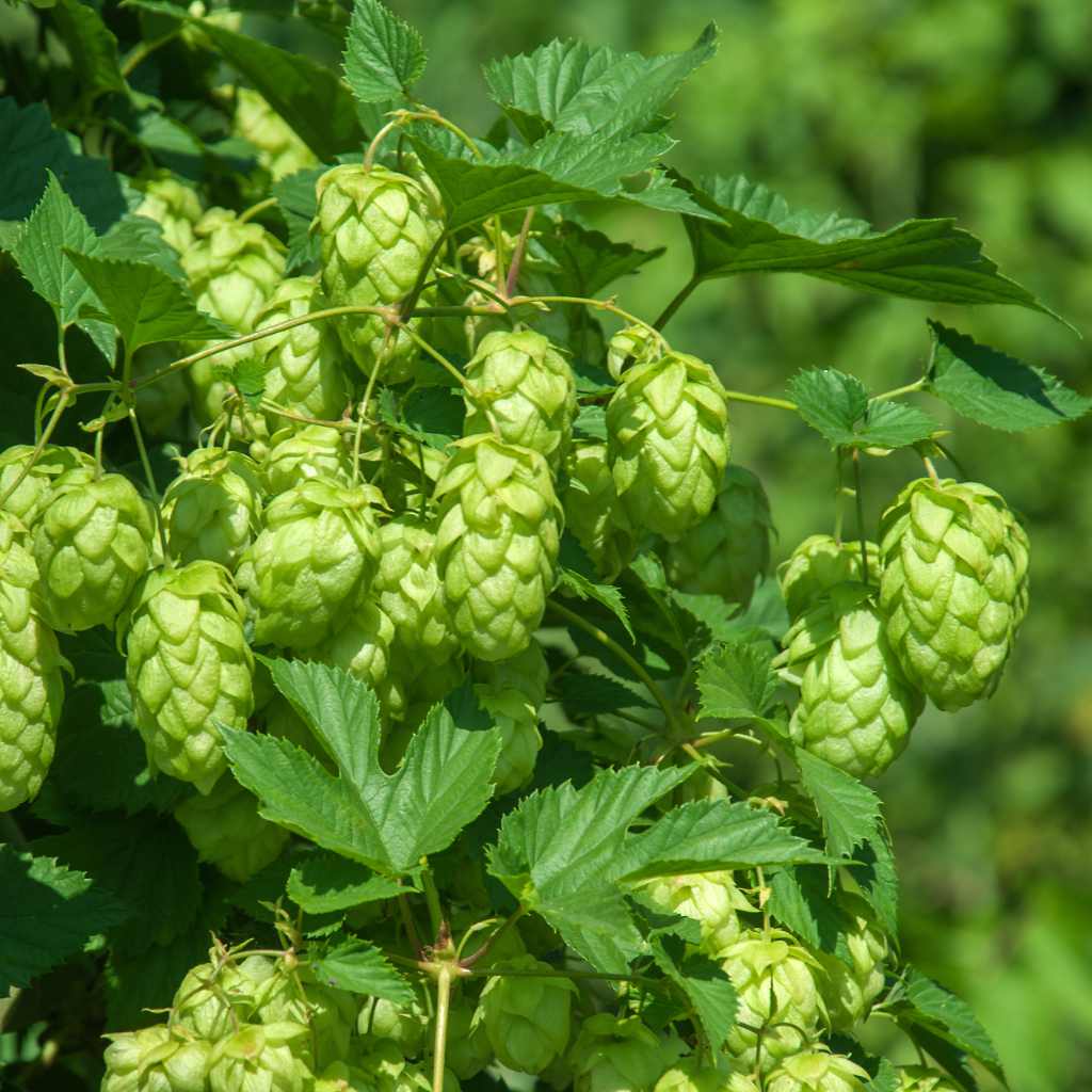 Echter Hopfen - ackerbaum