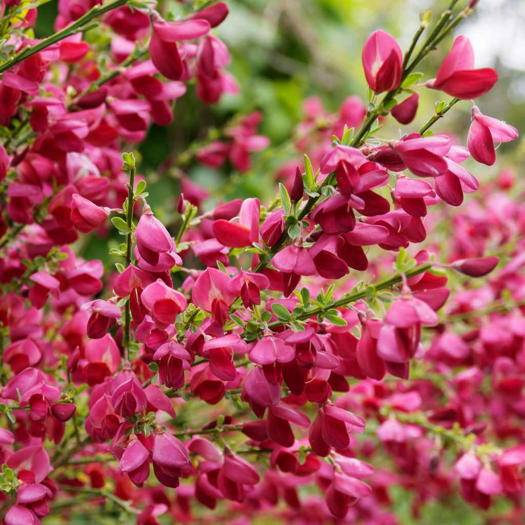 Edelginster / Besenginster - Boskoop Ruby - ackerbaum