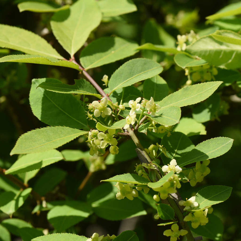 Flügel-Spindelstrauch - ackerbaum