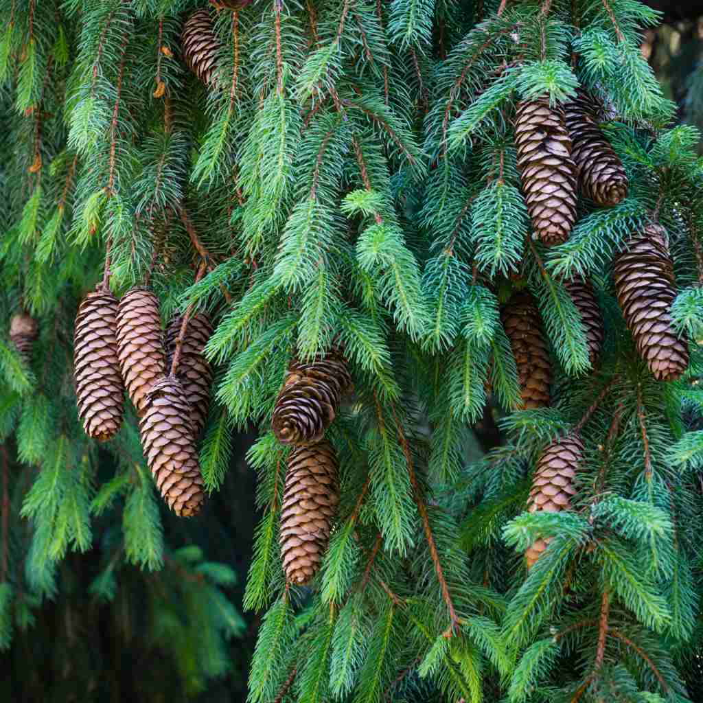 Gemeine Fichte - ackerbaum