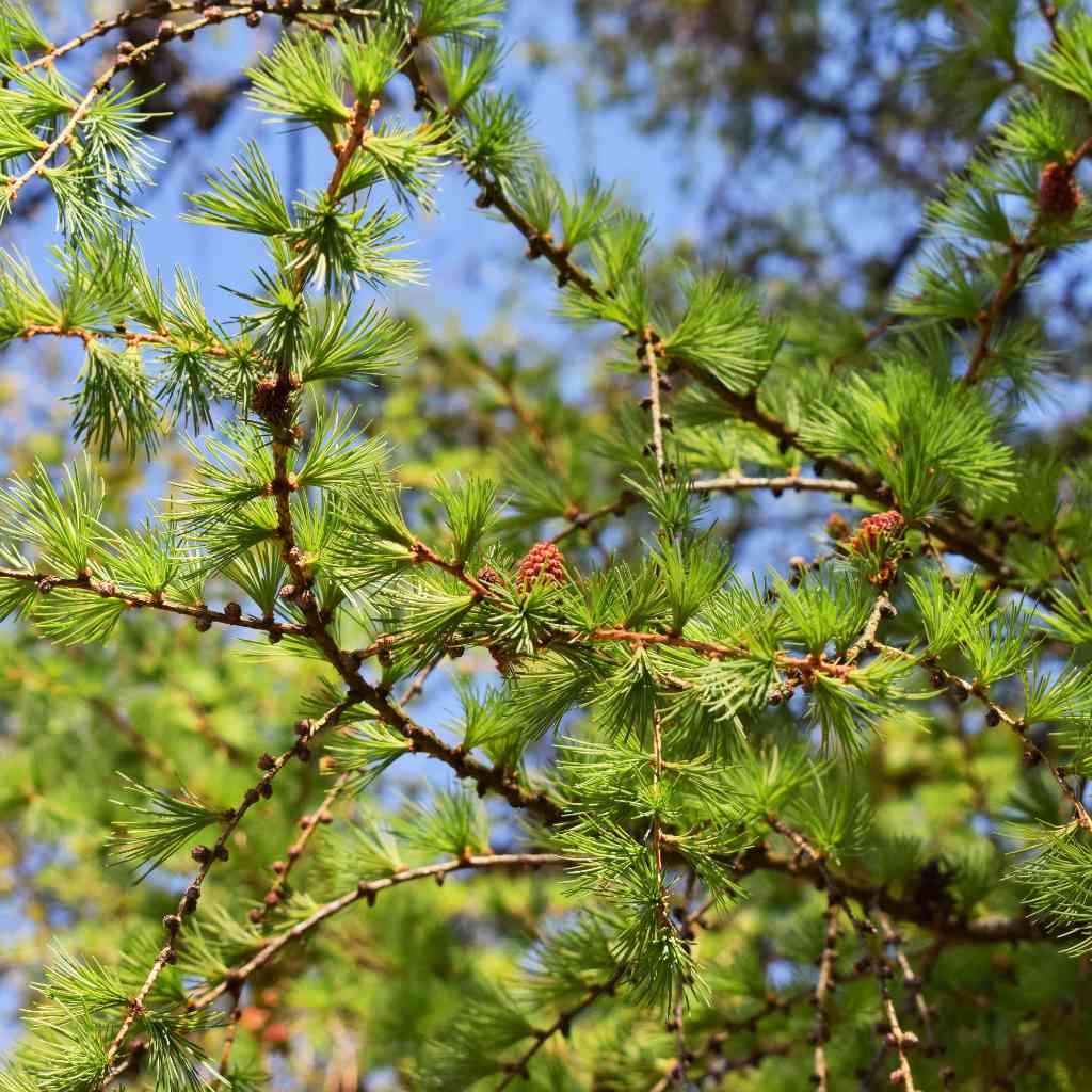 Japanische Lärche - ackerbaum