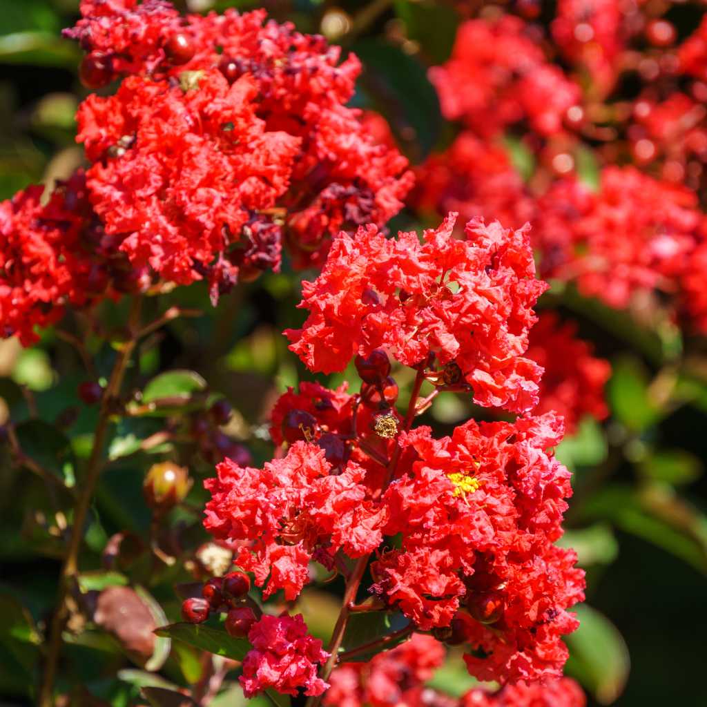 Lagerstroemie / Kreppmyrte - Dynamite - ackerbaum