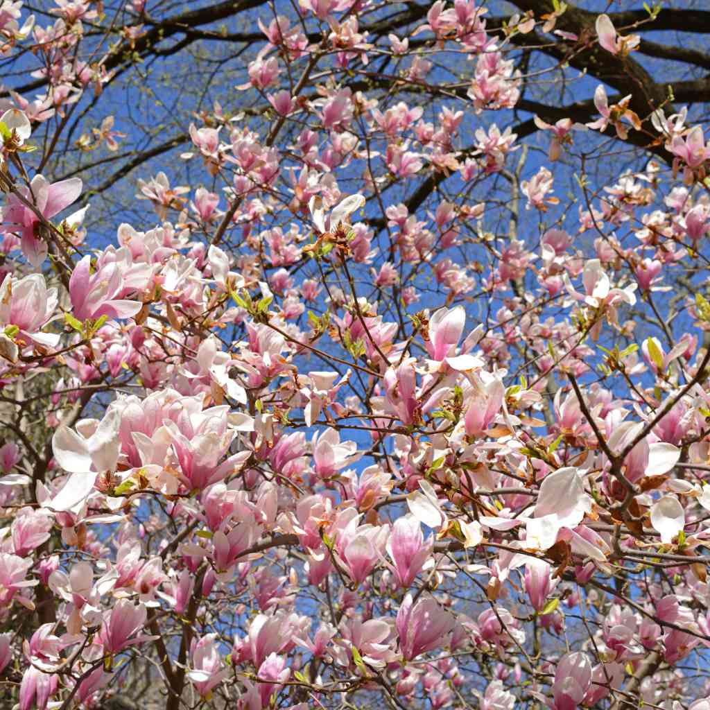 Tulpen-Magnolie - ackerbaum