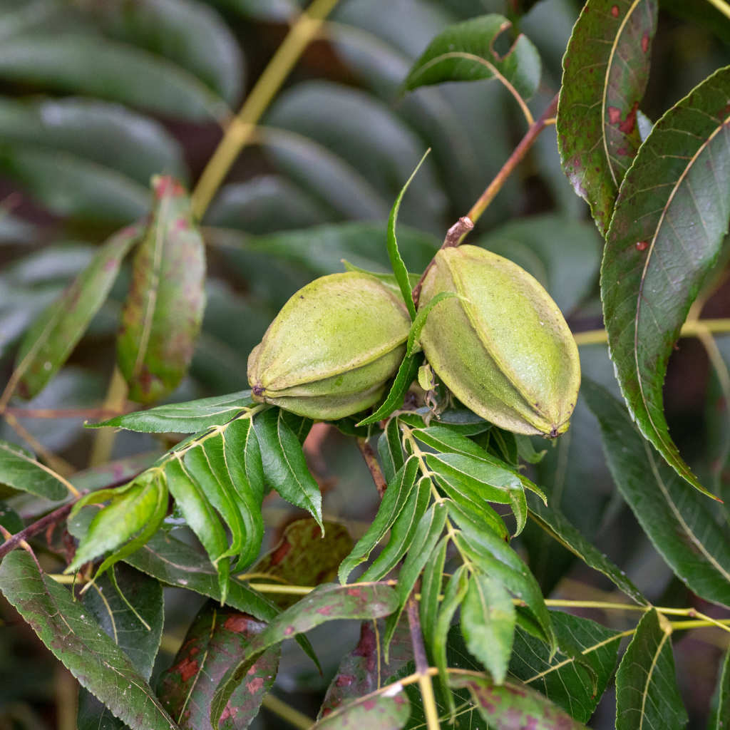 Pekannussbaum - Mahan