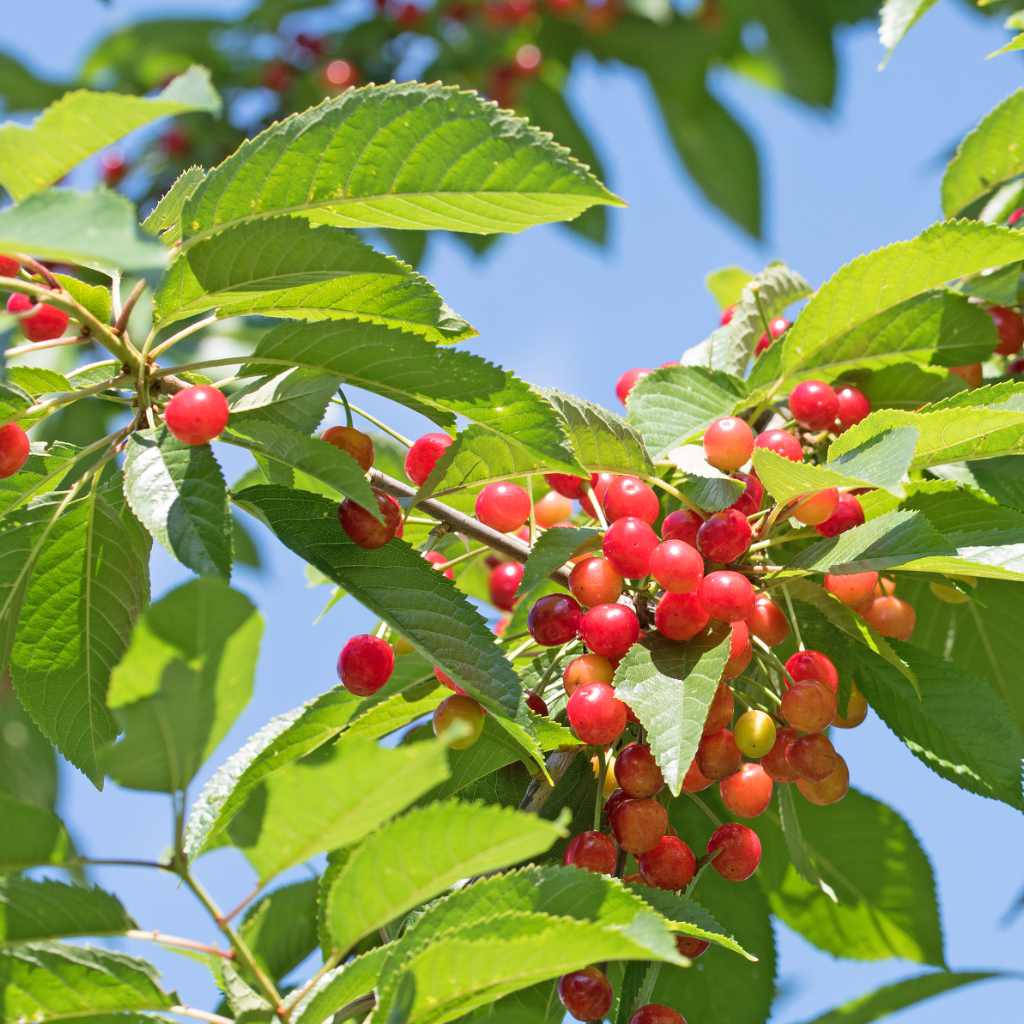 Vogelkirschbaum - ackerbaum