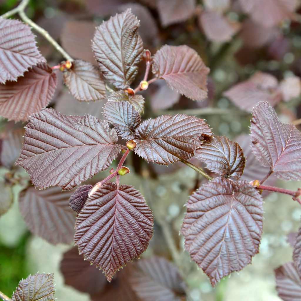 Haselnussstrauch - Rote Lambertsnuss - ackerbaum