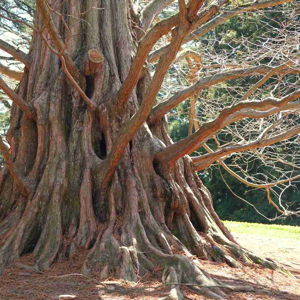 Urwelt-Mammutbaum - ackerbaum