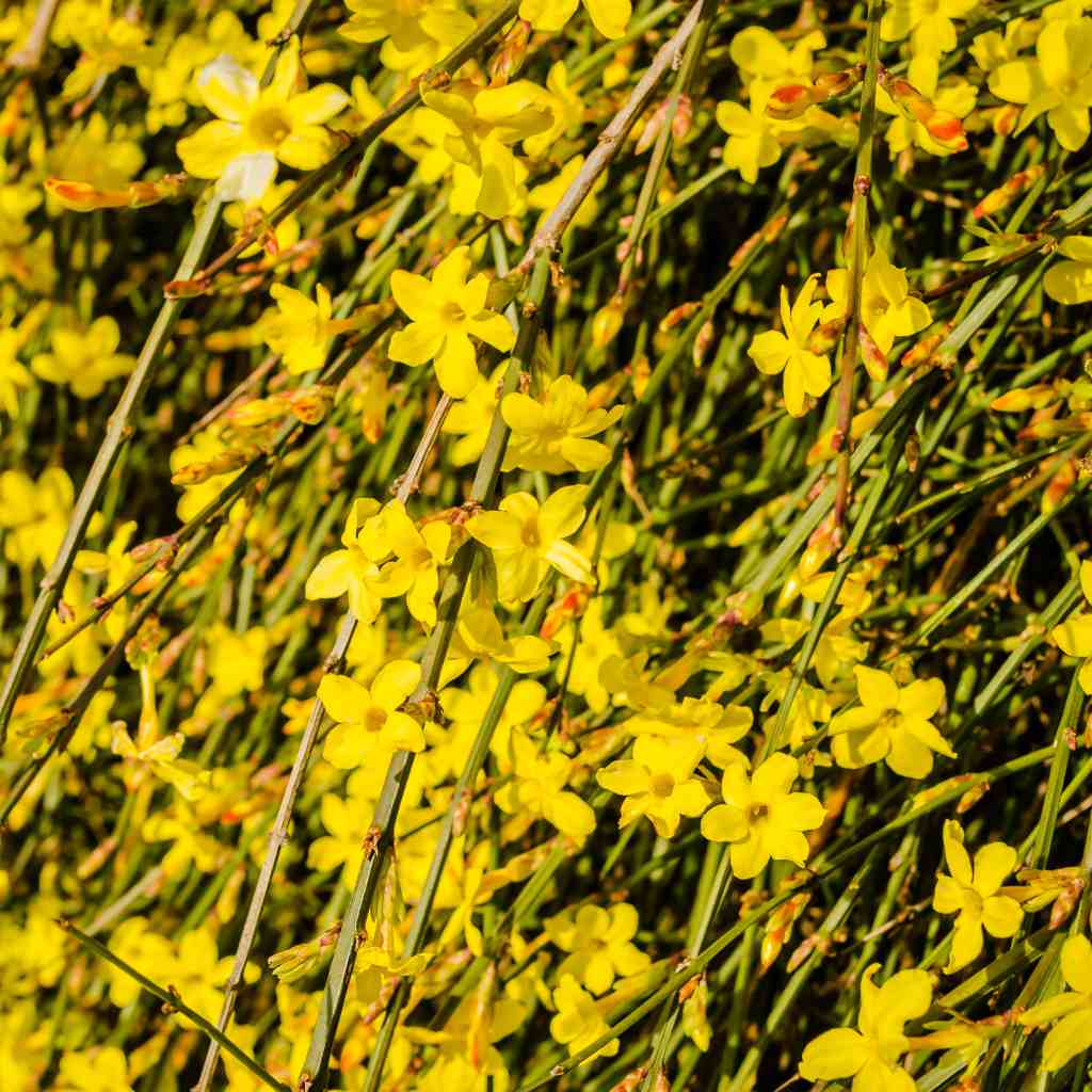 Winter-Jasmin - ackerbaum