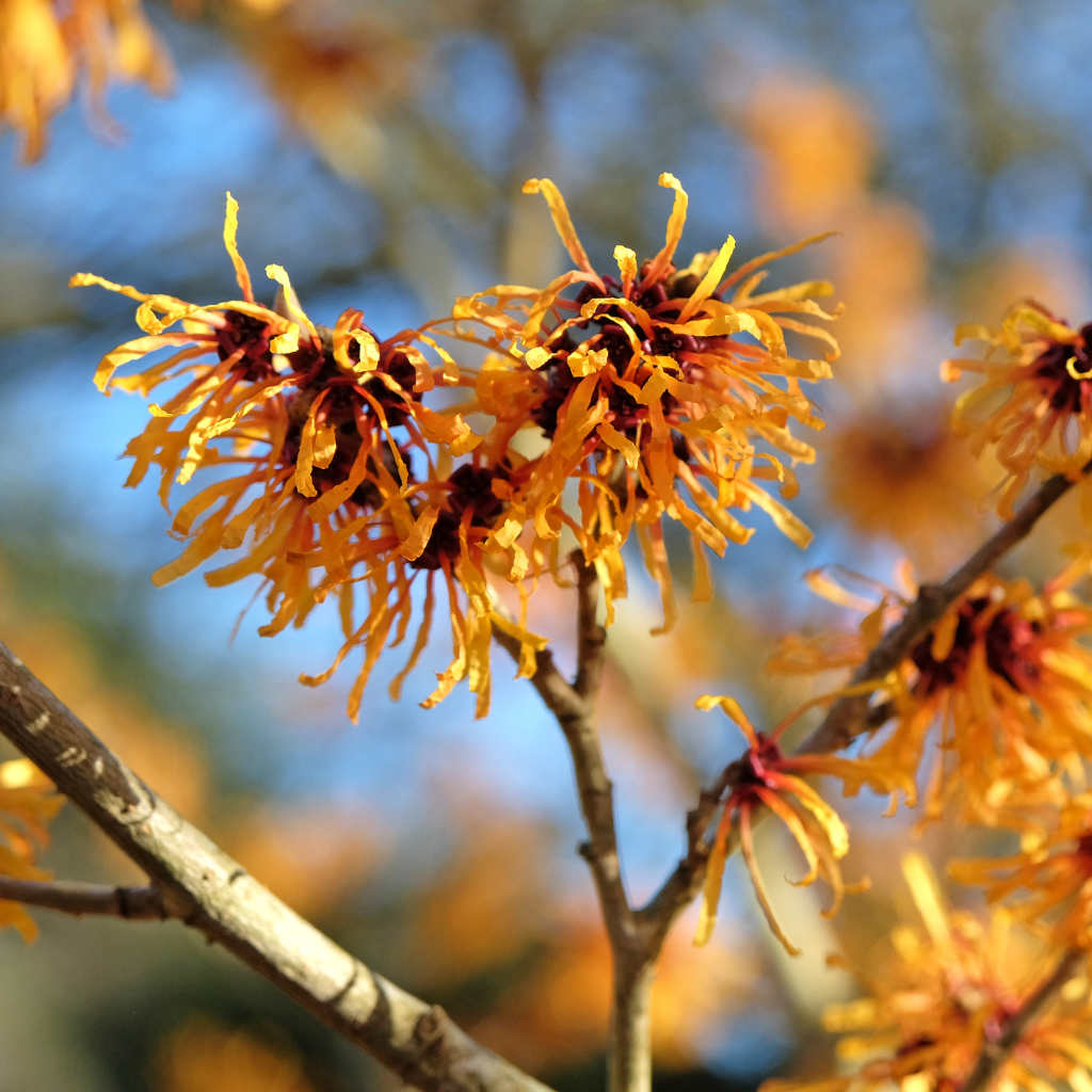 Zaubernuss - Aphrodite - ackerbaum