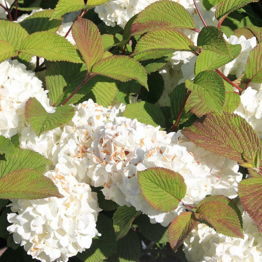 Japanischer Schneeball - Grandiflorum - ackerbaum