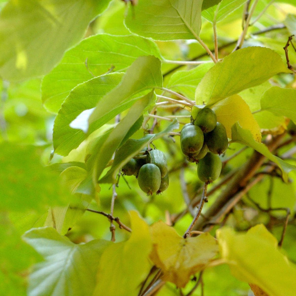ackerbaum Kiwibeerenpflanze - Ananasnaya kaufen